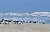 Mixed flock of Sooty gulls {Ichthyaetus hemprichii } and Crested tern {Sterna bergii} Salalah, Oman