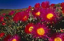 Ice plant {Jordaaniella spongiosa} in flower in desert, Namaqualand, South Africa