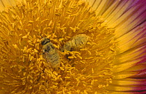 Bee pollinating flower {Jordaaniella spongiosa} Namaqualand, South Africa