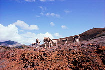 Feral Donkeys on Ascension Island, South Atlantic. Donkeys introduced by sailors, now feral. 1987
