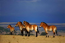 Przewalksi horse group in USA - native to Asia