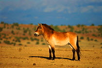 Przewalksi horse, Equid Sanctuary USA. Endangered species extinct in the wild - native to Asia