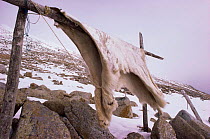 Polar bear skins drying {Ursus maritimus} Little Diomede Is, Alaska, USA