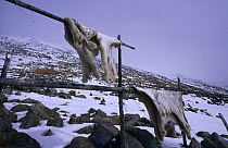 Polar bear skins drying {Ursus maritimus} Little Diomede Is, Alaska, USA 1988