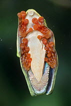 Underside of Red eyed treefrog showing suckers on feet {Agalychnis callidryas} Costa Rica