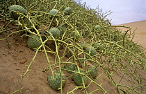 Nara melon fruit {Acanthosicyos horridus} on sand dunes, Namibia