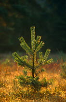Young Scots pine sapling {Pinus sylvestris} Peak District NP, UK Derbyshire
