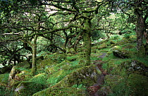 Wistman's wood, ancient woodland, Dartmoor National Park, Devon, England