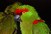 Thick billed parrot, native to Mexico. Endangered species