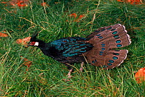 Male Palawan peacock pheasant. Occurs Philippines/Palawan Island