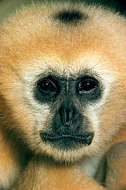 Face portrait of female Black gibbon, occurs SE Asia