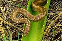 Male Antiguan racer {Alsophis antiguae} world's rarest snake, Antigua, West Indies. Critically endangered species