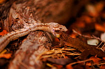 Antiguan racer snake eating lizard {Alsophis antiguae} world's rarest snake