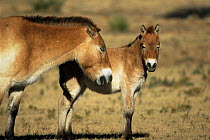 Przewalski horse and young  grazing {Equus ferus przewalski} Equine Sanctuary, USA