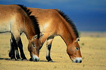 Przewalski horses grazing {Equus ferus przewalski} breeding herd in Sanctuary in USA - native to Asia, extinct in the wild