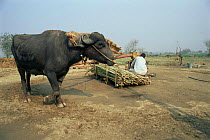 Domestic Water buffalo working to run mill which processes raw sugar cane, traditional farming method, Delhi, India