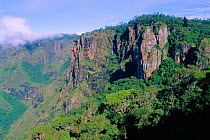 Shola forest at Pillar Rocks shunted montane tropical rainforest, Western Ghats, Palni Hills, Tamil Nadu India