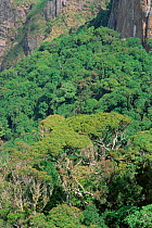 Shola tropical rain forest at Pillar Rocks, Palni Hills, Western Ghats, Tamil Nadu, Southern India