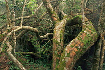 Inside Shola tropical rainforest, indigenous forest habitat, Palni Hills, Western Ghats, Tamil Nadu, Southern India