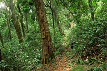 Path through Shola tropical rainforest, indigenous forest habitat, Palni Hills, Western Ghats, Tamil Nadu, Southern India
