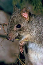 Brush tailed bettong, also known as Woylie, Australia