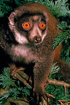 Portrait of female Mongoose lemur (Eulemur mongoz), vulnerable species occurs NW Madagascar, Comoro Islands,