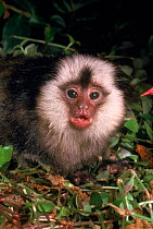 Young Geoffroy's marmoset, vulnerable species occurs SE Brazil,
