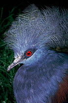Head portrait of Blue crowned pigeon, vulnerable species occurs New Guinea