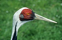White-naped crane (Grus vipio) male, head portrait, captive, occurs Eastern Asia, vulnerable species