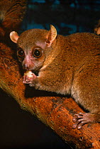 Coquerel's dwarf lemur, vulnerable species native to Madagascar
