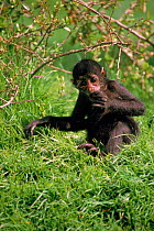 Colombian black spider monkey, vulnerable species native to Colombia & Panama