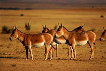 Kulans - captive herd in US. Critically endangered species occurs in Central Asia.