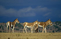 Kulans {Equus hemionus kulan} Canyon Colorado Equid Sanctuary, New Mexico, critically endangered species