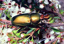 Female Lamprima beetle {Lamprima sp.} Eucalyptus Forest, Australia