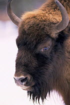 European bison head portrait {Bison bonasus} Bialowieza NP, Poland