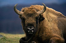 European bison resting portrait {Bison bonasus} Europe