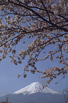 Mount Fuji viewed through Cherry blossom, Japan