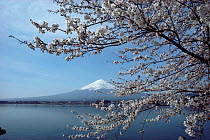 Mount Fuji viewed through Cherry tree in blossom, Japan.