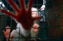 Albino Vervet monkey (Chlorocebus / Cercopithecus aethiops) reaching out through cage, Kigali, Rwanda