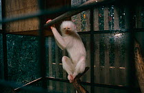 Albino Vervet monkey in cage (Chlorocebus / Cercopithecus aethiops) Kigali, Rwanda