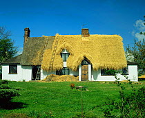 Cottage roof being thatched, Essex, UK.