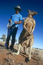 Skippy 'The bush kangeroo' with handler Ron Roman, Australia. 1997