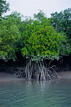 Mangrove swamps Sundarbans, West Bengal, India