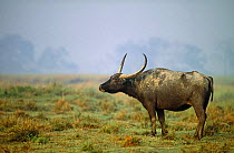 Wild Water buffalo {Bubalus arnee} Kaziranga NP, Assam, North East India