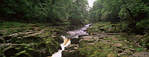 The Strid, River Wharfe, Bolton Abbey, Yorkshire Dales NP, UK