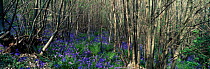 Bluebells growing in woodland, One Tree Hill, Sevenoaks, Kent, UK.
