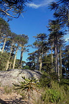 Monkey puzzle trees {Auracaria sp} Nahuelbuta NP, Southern Chile