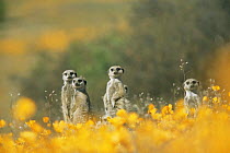 Suricates / Meerkats amongst flowers {Suricata suricatta} Namaqualand, South Africa