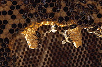 Honey bees {Apis mellifera} tending queen cells in hive, UK