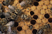 Honey bees {Apis mellifera}  worker bee emerging in hive, UK